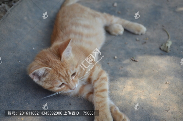 貓