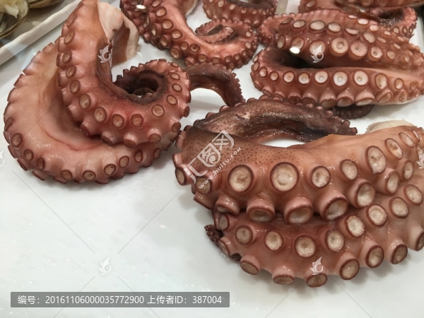 章魚