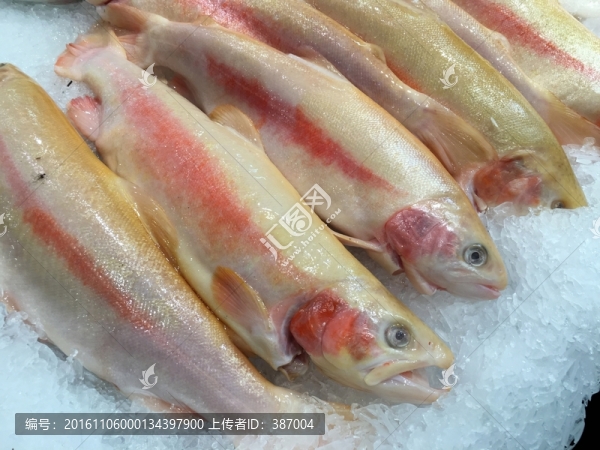 海魚