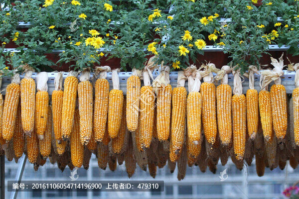 包米,玉米,農(nóng)家