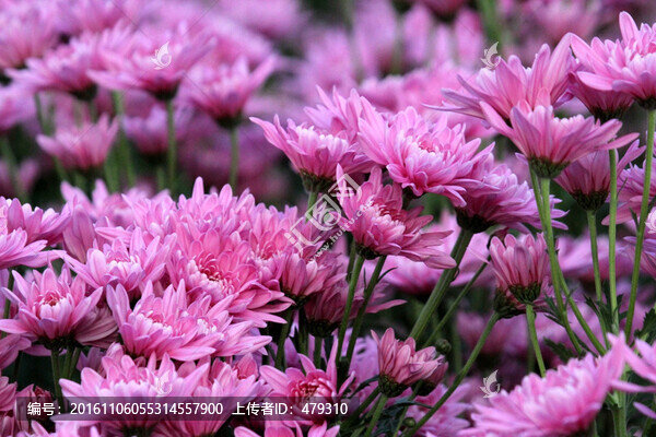 菊花展,菊花,花,花卉