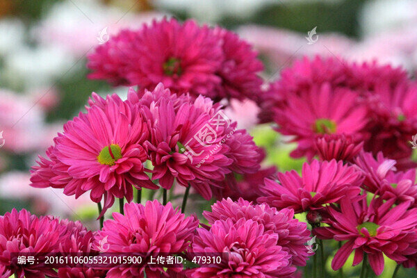 菊花展
