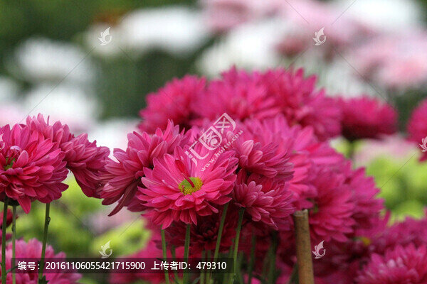菊花展,菊花,花,花卉,朵朵菊