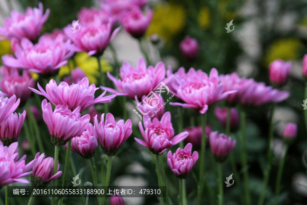 菊花展,菊花,花