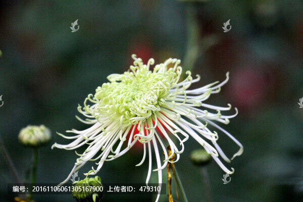 菊花展