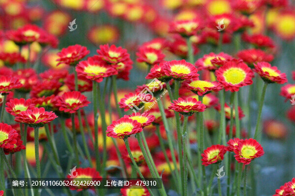 菊花展,菊花,花