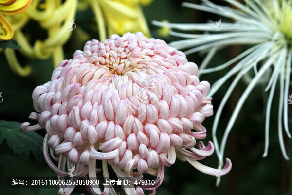 菊花展,菊花,花,花卉