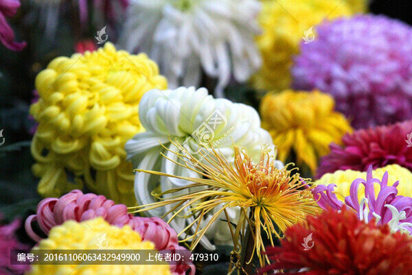 菊花展,菊花,花
