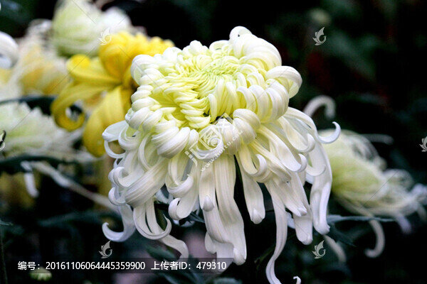 菊花展,菊花,花,花卉