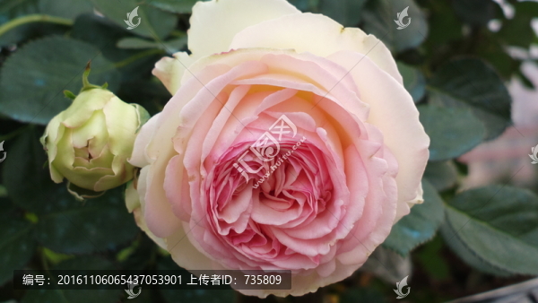玫瑰花