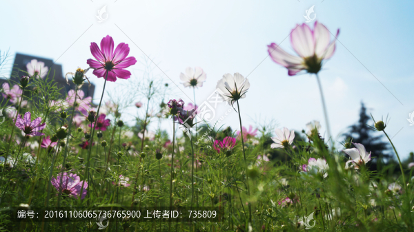 花叢