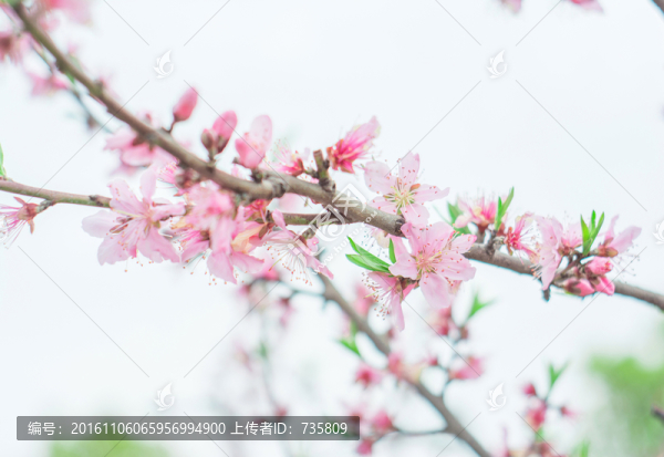梅花