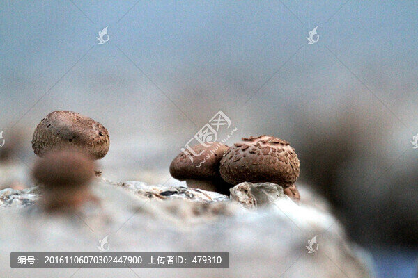 蘑菇,菌類,野生,天然,有機(jī)