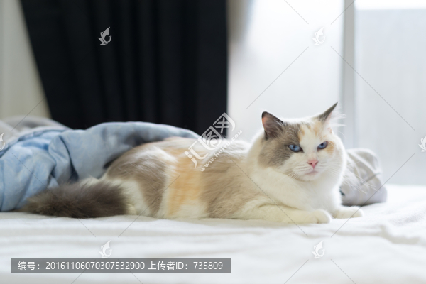 床上的貓