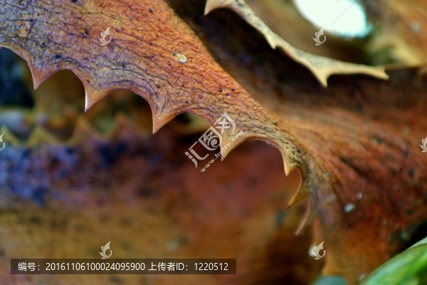 蘆薈