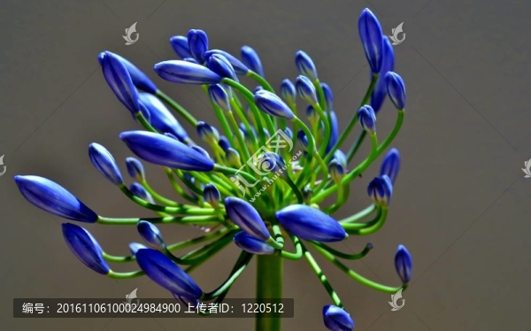 藍(lán)色的花