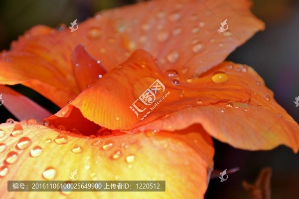 百合花瓣上的雨滴