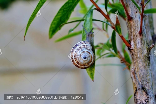 花園里的蝸牛