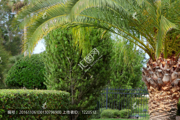 熱帶花園