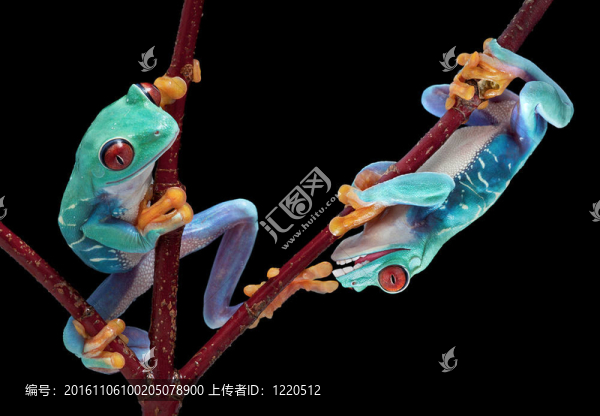 青蛙咬朋友腳趾