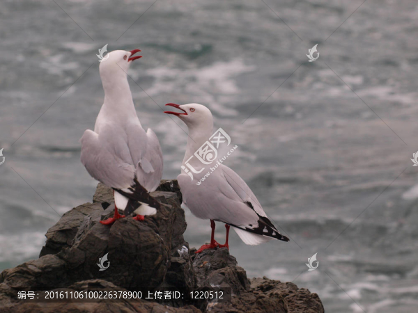 社交的海鷗