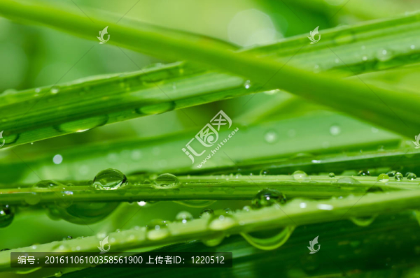 新鮮水滴在綠色自然