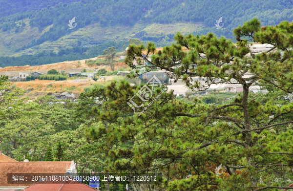 風(fēng)景越南松景觀（大叻；越南）