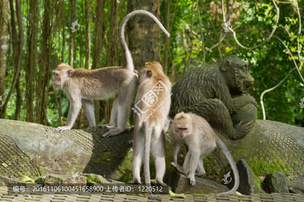 猴（Macaca,fascicularis）