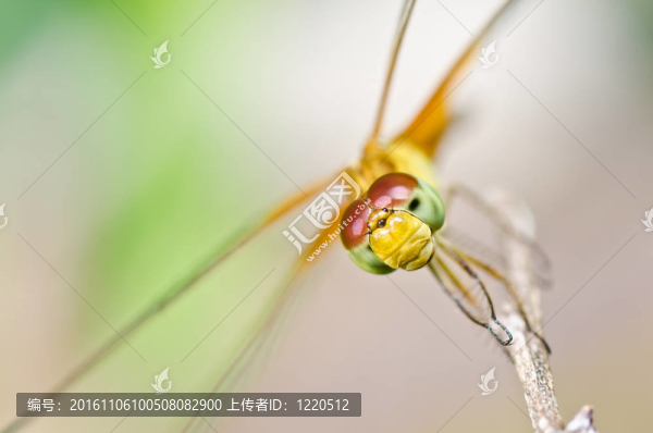 蜻蜓在花園