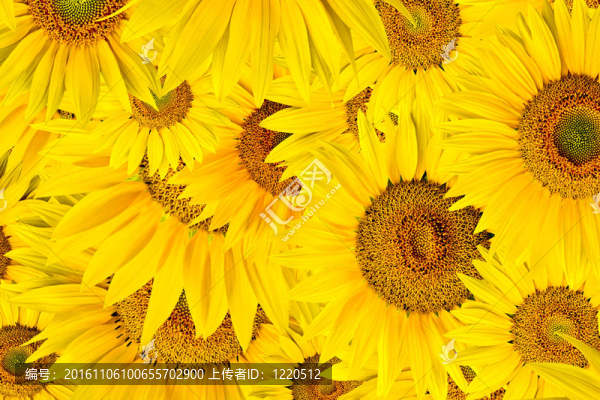 向日葵的背景-匯圖網(wǎng) www.fosd68.com 向日葵的背景