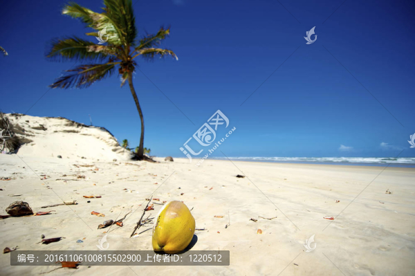 曼格山高；Bahia；巴西
