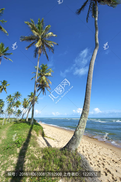 普臘亞復(fù)地；Bahia；巴西