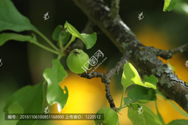 五月里的一個小綠蘋果