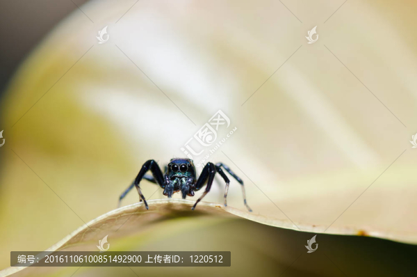 蜘蛛在自然