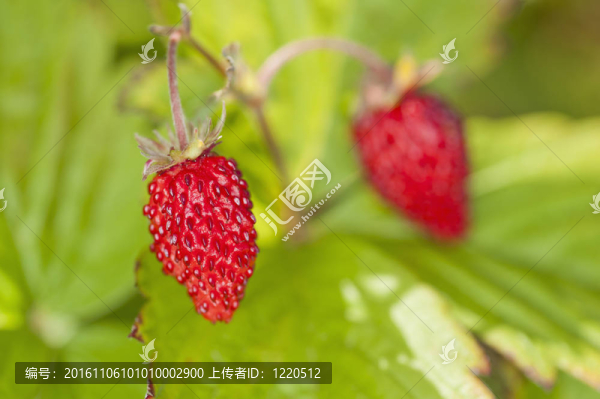 對象；Ripeness；斯堪的納維亞；2；野生；草莓