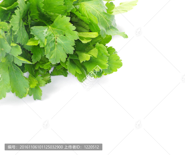 西芹
