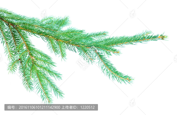 冷杉樹的樹枝