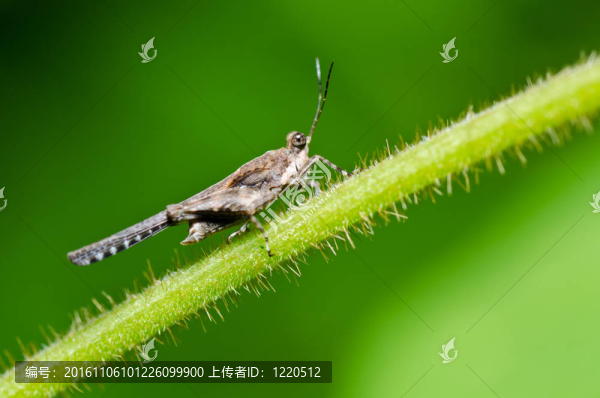 綠色自然中的蝗蟲