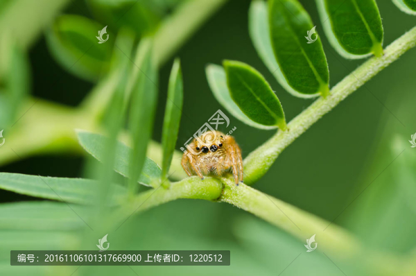 綠色自然中的跳蛛
