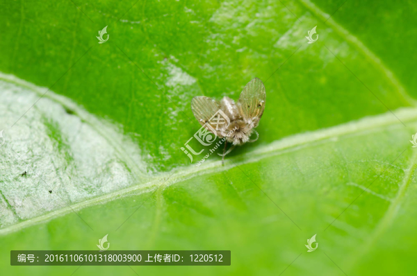 綠色自然中的蚜蟲(chóng)
