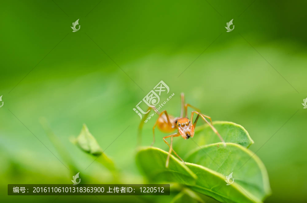 紅蟻在綠色自然中的蜘蛛-匯圖網(wǎng) www.fosd68.com 紅蟻在綠色自然中的蜘蛛