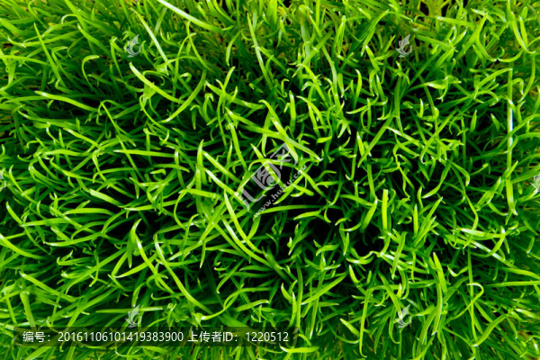 綠色的草