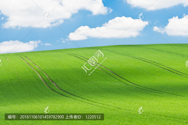 綠色的田野
