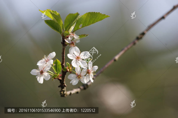 櫻花的早午餐