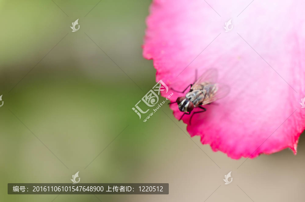 飛翔在綠色的大自然里