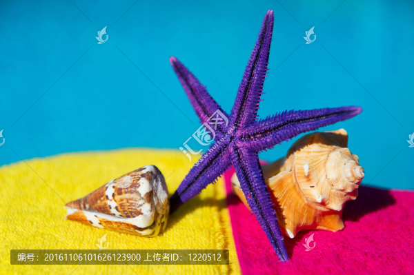 豐富多彩的海星和貝殼