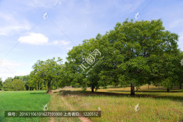 法國板栗樹