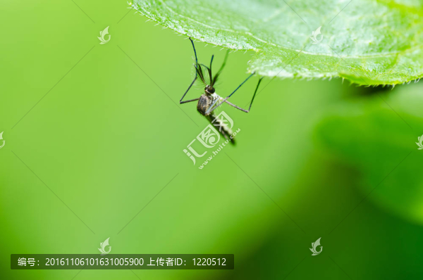 蚊子在自然界