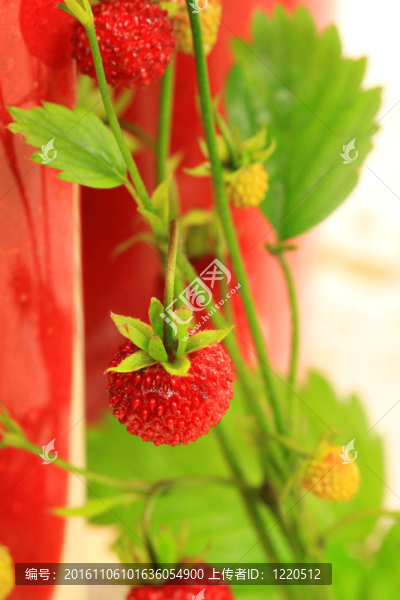野草莓