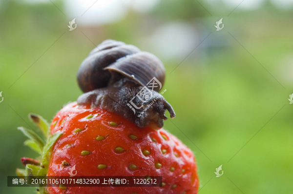 花園蝸牛爬在成熟的草莓紅色漿果上